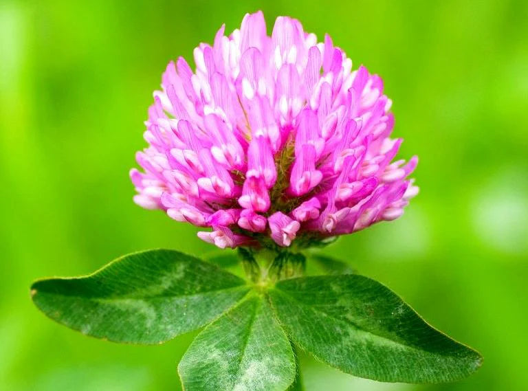 ingrédient hydratant du sérum Or Crüe pour apporter douceur et brillance aux cheveux