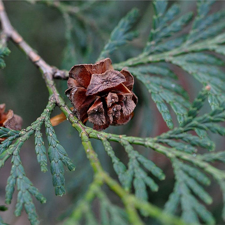 ingrédient fortifiant du shampoing Freya Crüe aidant à renforcer la fibre capillaire